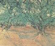 Vincent Van Gogh Olive Trees (nn04) china oil painting reproduction